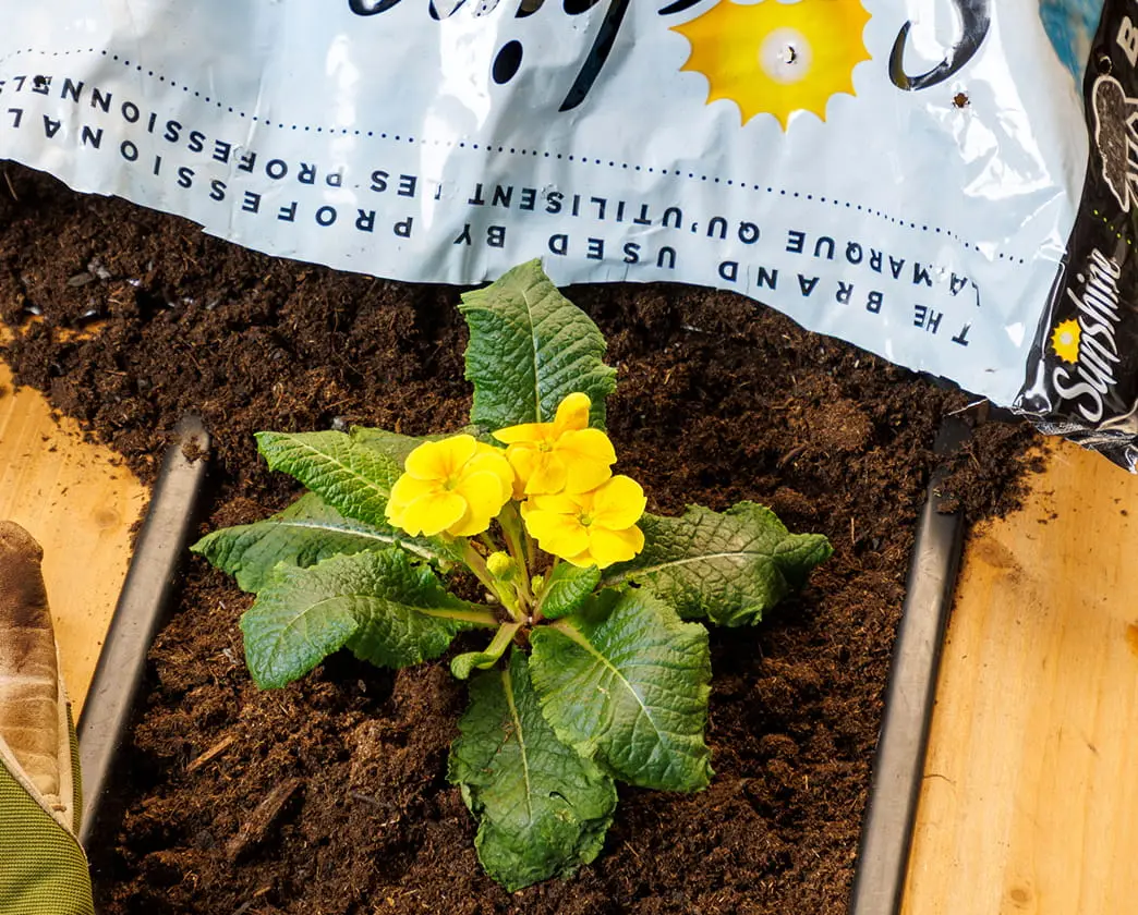 Young yellow flowers growing in dark soil with a potting mix bag visible.