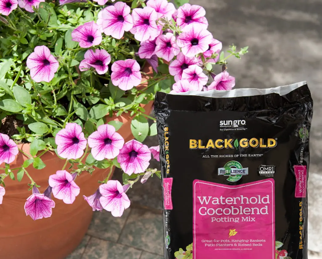 Vibrant pink petunias blooming in a terracotta container.