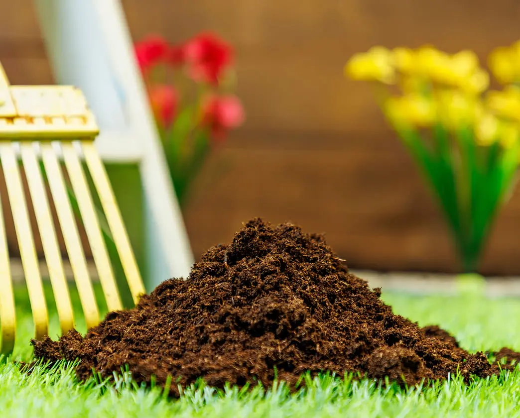 Mound of dark soil on grass with green plants in the background.