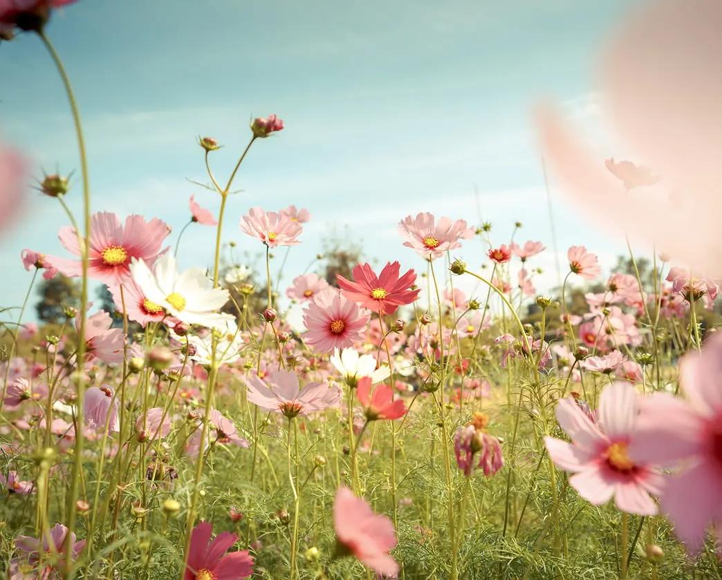 Field of pink and white cosmos flowers with yellow centers under blue sky.