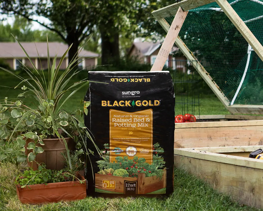 Sungro Black Gold potting mix bag in a garden with wooden raised beds and greenhouse.