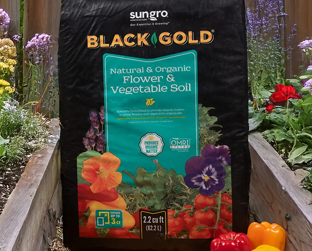 Sungro Black Gold Natural & Organic Flower & Vegetable Soil bag with colorful flowers displayed.