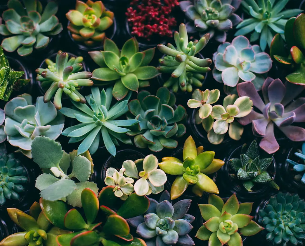 Colorful succulents with pink and purple blooms growing together.