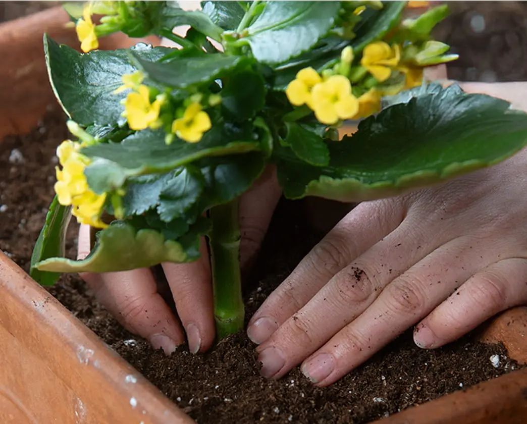 Hands planting a yellow flowering plant in potting soil in a container.