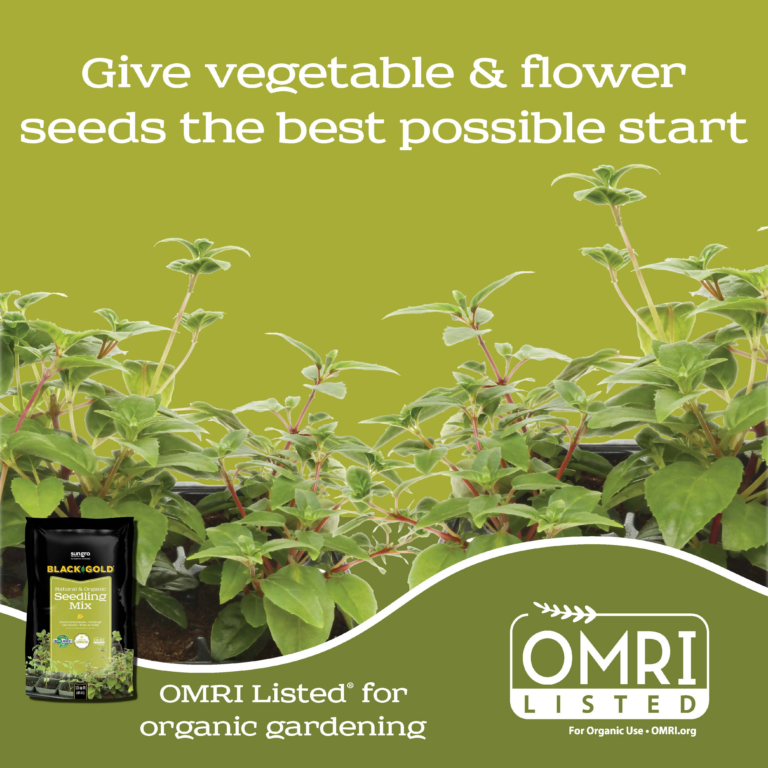 Seedling_Page_4