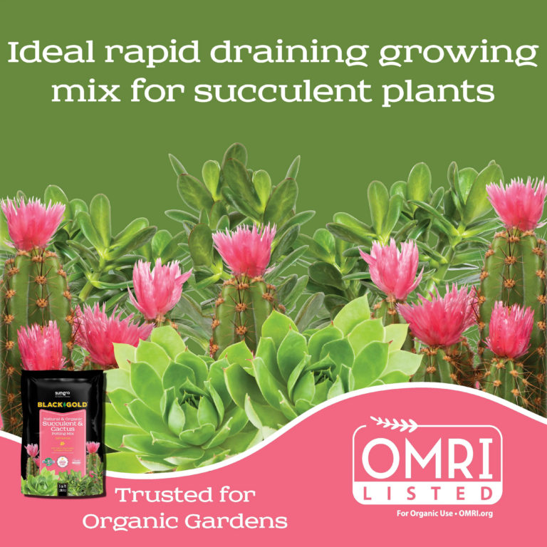 Promotional image showing Black Gold Natural & Organic Succulent & Cactus Potting Mix with succulents and pink cactus blooms