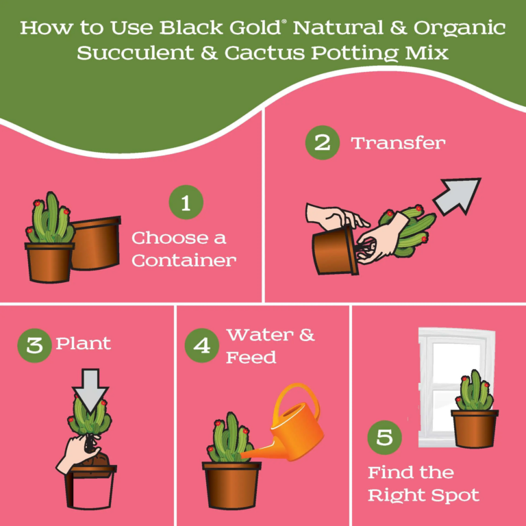 Succulent & cactus potting mix infographic: choose container, transfer plant, water and find right spot with Black Gold mix
