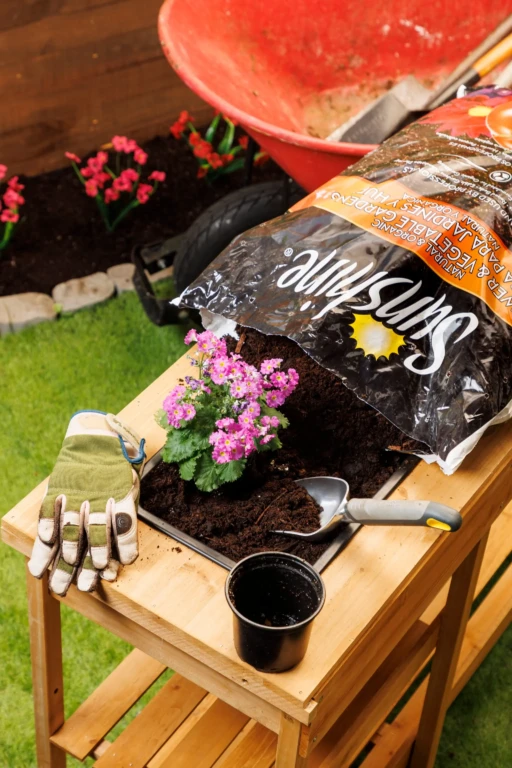Gardening workstation showing SunShine potting mix bag, soil, pink primula, gloves and trowel by wheelbarrow