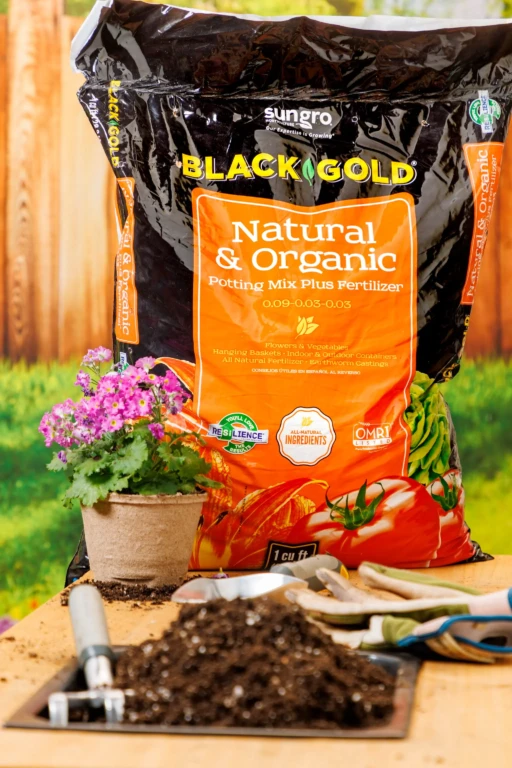 Bag of Black Gold Natural & Organic potting mix plus fertilizer with potted pink flowers and gardening tools on a workbench