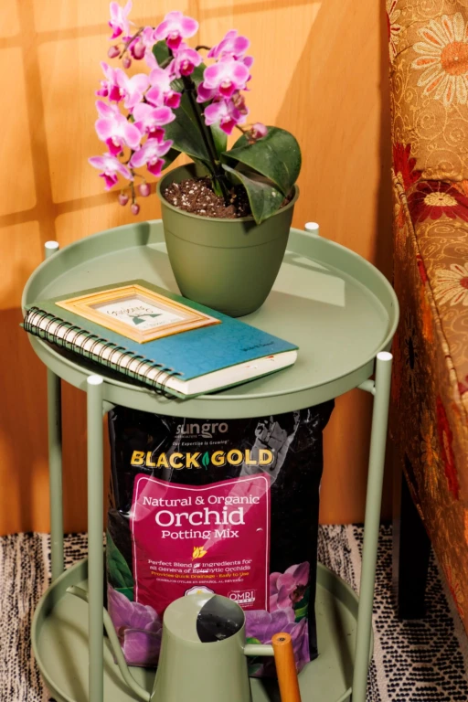 Potted pink orchid on green side table with notebook and Black Gold orchid potting mix bag in cozy living room scene