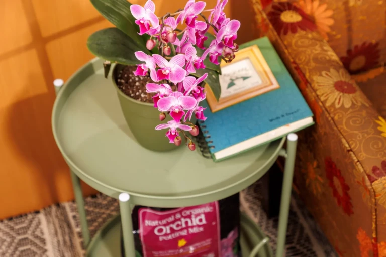 Pink phalaenopsis orchid in a green pot on a sage side table next to a teal notebook and patterned sofa