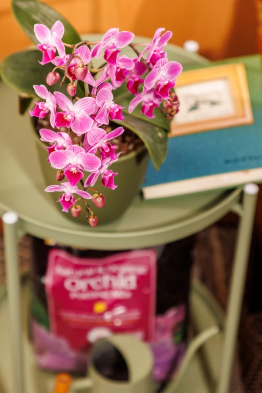 Pink Phalaenopsis orchid cascading from a green pot on a round table with blurred garden supplies in background