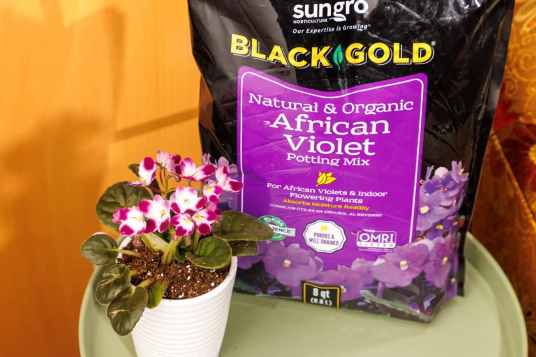 Indoor pink-and-white African violet plant beside Black Gold African violet potting mix bag on green tray
