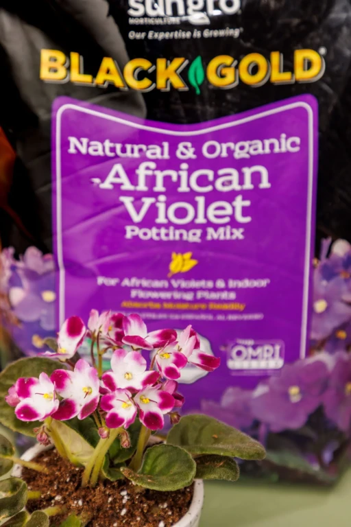 Potted pink-and-white African violet in front of a Black Gold African Violet potting mix bag, close-up lifestyle shot