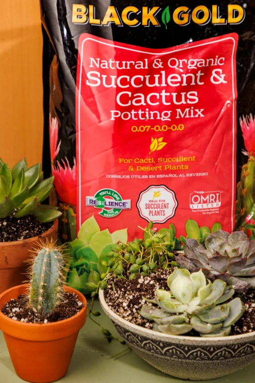 Bag of Black Gold Natural & Organic Succulent & Cactus Potting Mix with assorted potted succulents and cactus foreground