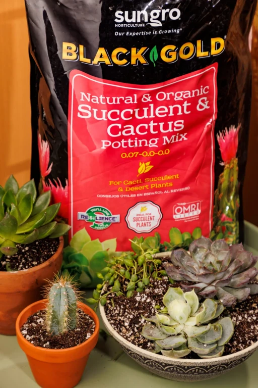 SunGro Black Gold Natural & Organic Succulent & Cactus potting mix bag with potted succulents and a small cactus