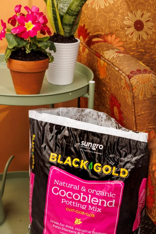 SunGro Black Gold cocoblend potting mix bag by a green side table with terracotta and white plant pots near a patterned couch