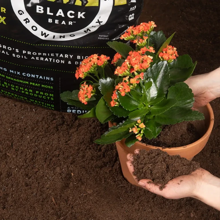 Hands scooping Sunshine Black Bear indoor/outdoor potting mix into terracotta pot with orange Kalanchoe flowers