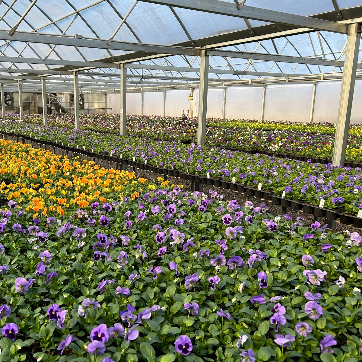Yellow and orange marigold bedding plants in black nursery trays on greenhouse shelves with wire hoop tags