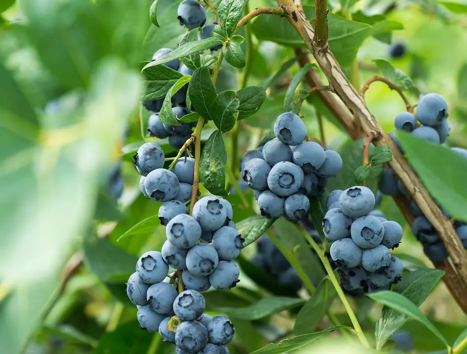 berries-min