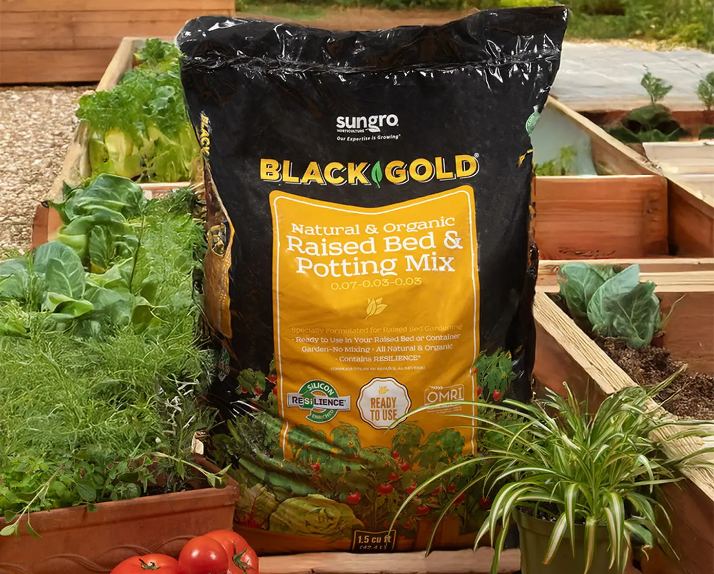 Black Gold Natural & Organic Raised Bed & Potting Mix bag, 1.5 cu ft, displayed among raised garden beds with leafy greens, tomatoes, and a spider plant