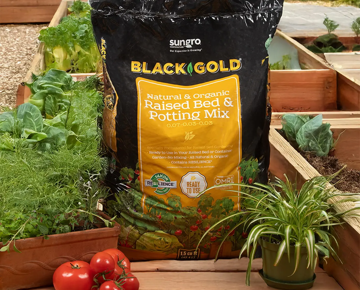 Black Gold Natural & Organic Raised Bed & Potting Mix bag, 1.5 cu ft, displayed among raised garden beds with leafy greens, tomatoes, and a spider plant