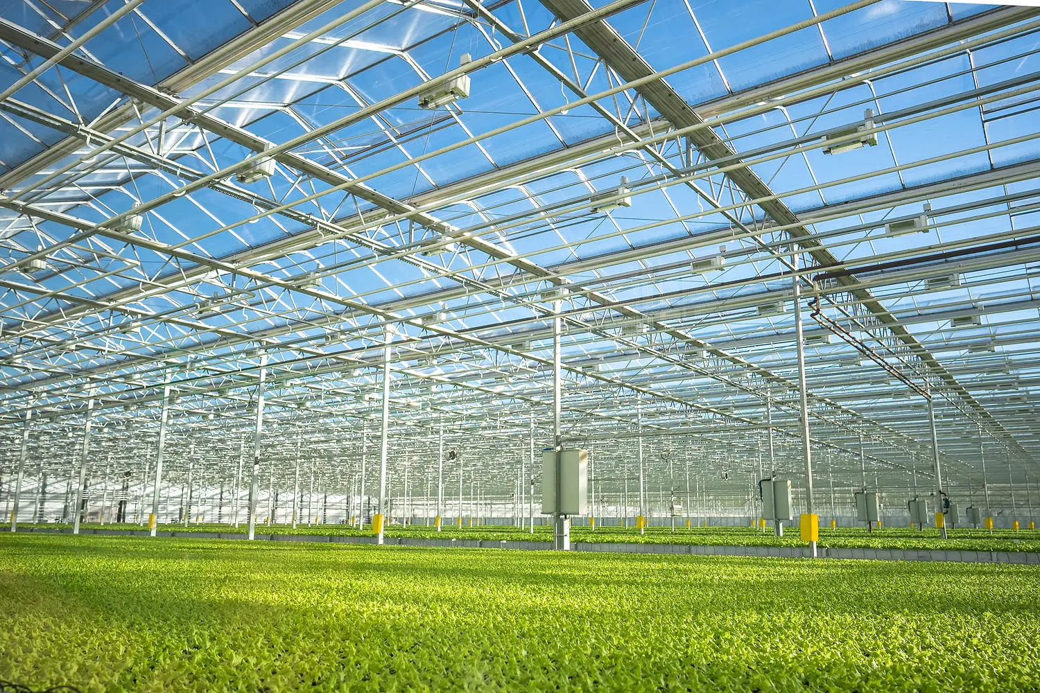 Glass-roofed commercial greenhouse showing steel trusses and extensive hydroponic lettuce rows with climate control systems