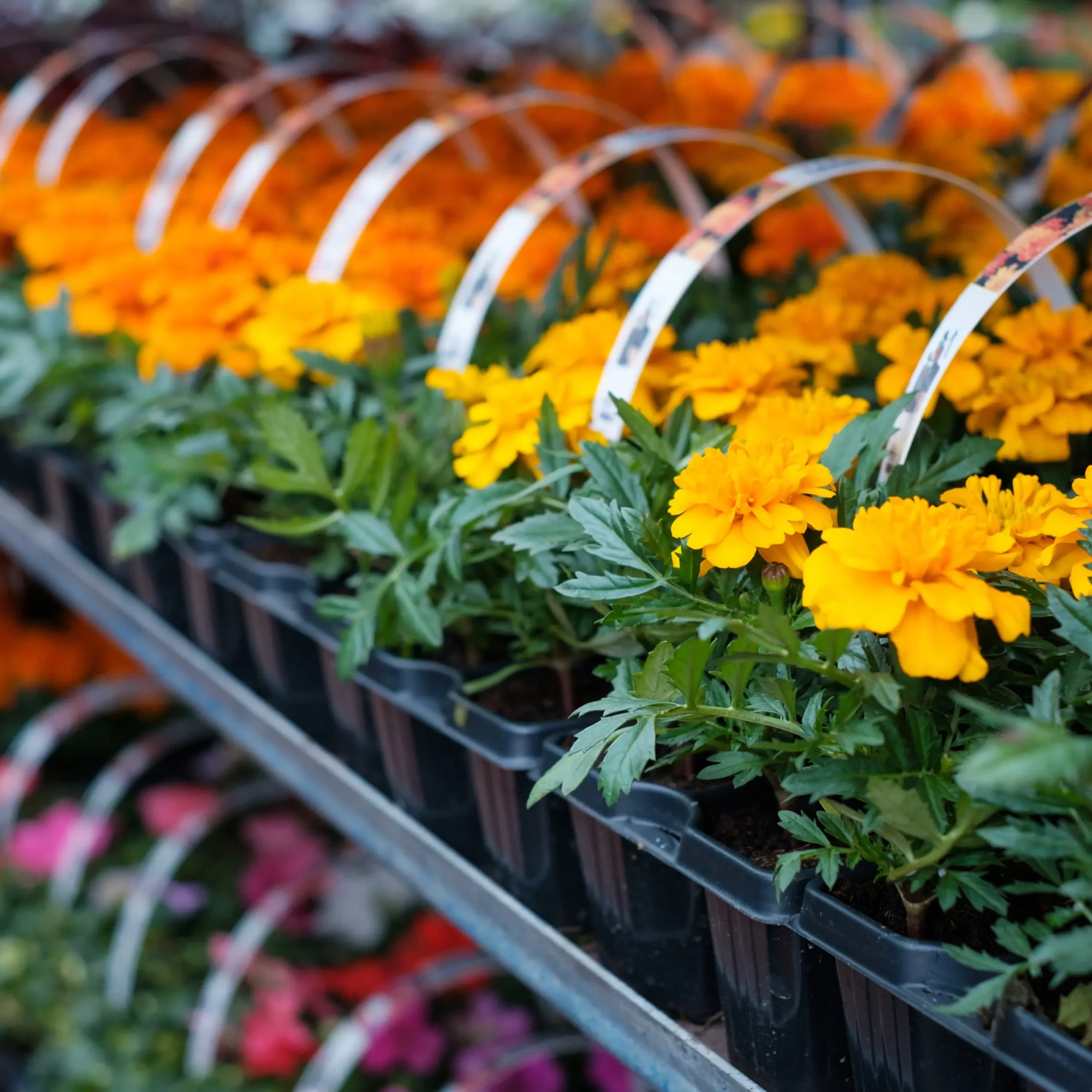 Rows of black nursery trays filled with yellow and orange marigold flowers on a greenhouse rack, with plant tags on wire hoops above each tray.