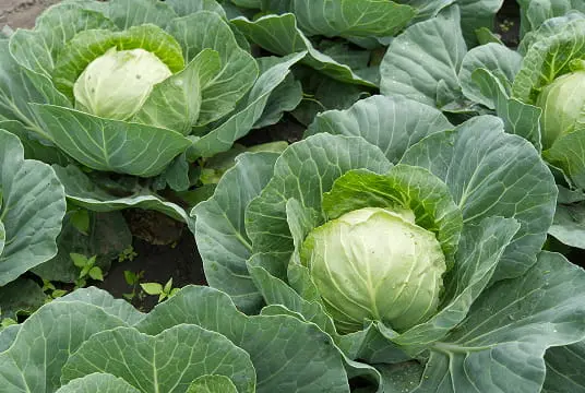 veggies-min