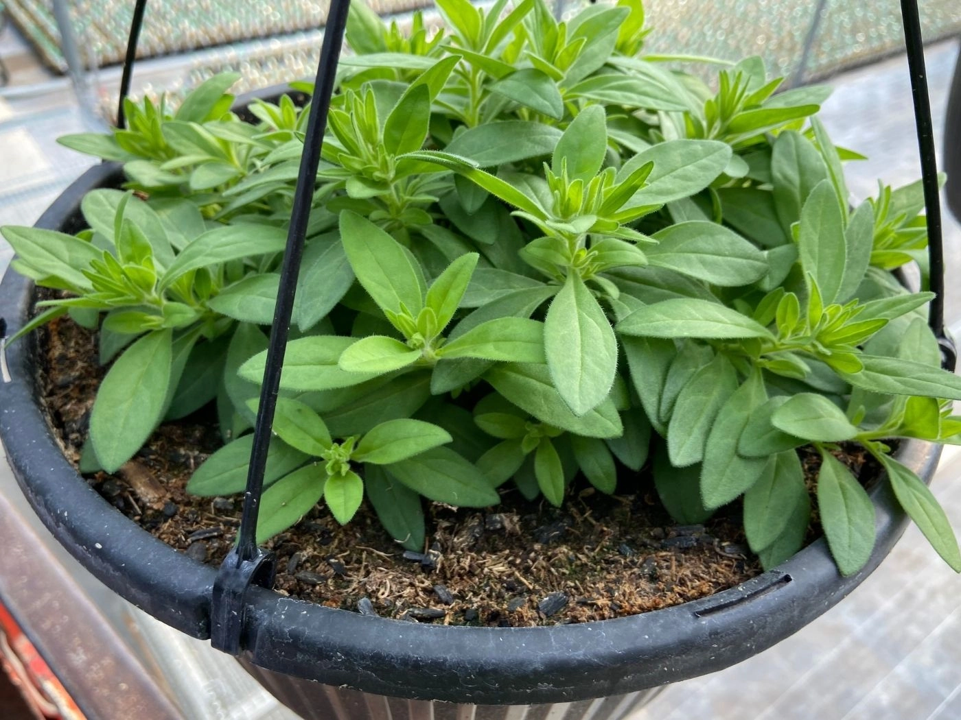 Black plastic hanging pot of dense green bedding plants in a greenhouse illustrating healthy foliage and balanced growing mix