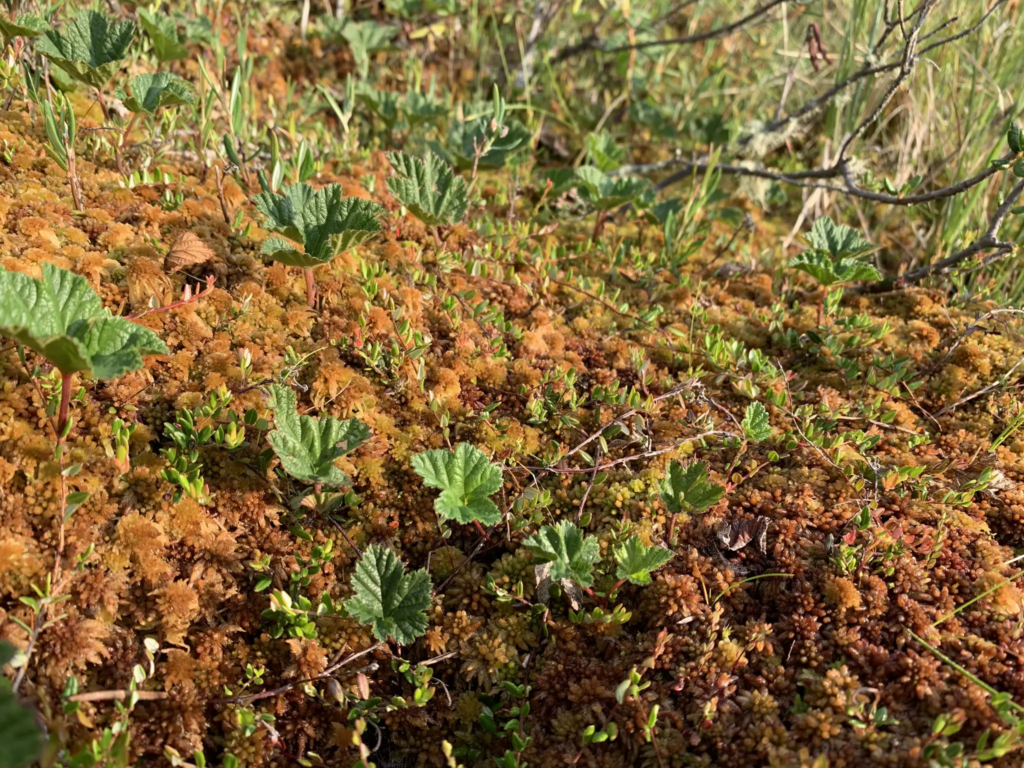 Close-up photo of Sphagnum moss and other bog vegetation