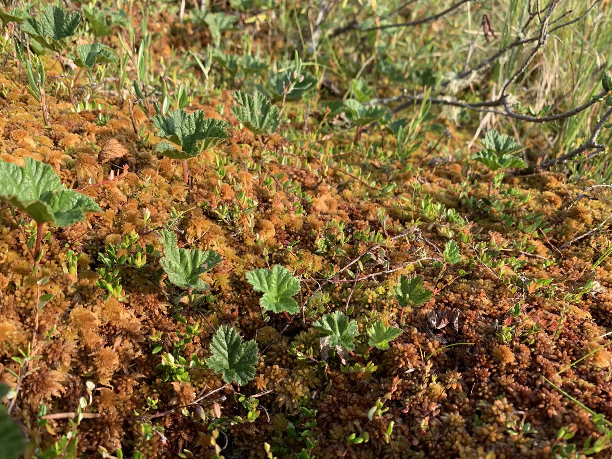 Close-up photo of Sphagnum moss and other bog vegetation