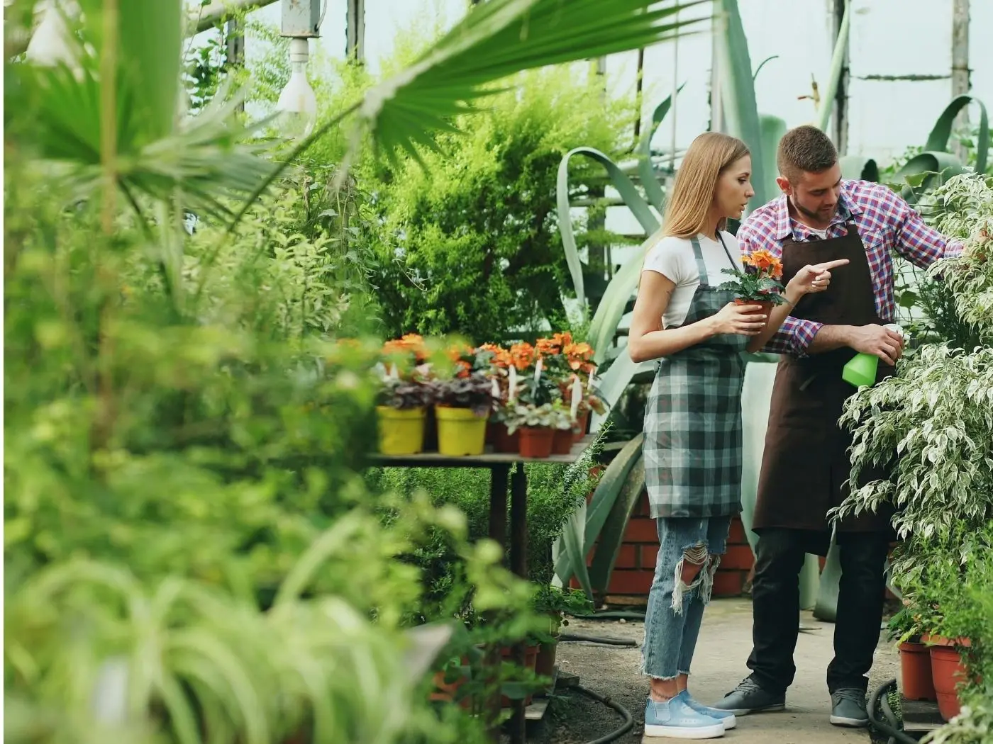 professional growers examining a plant in a greenhouse