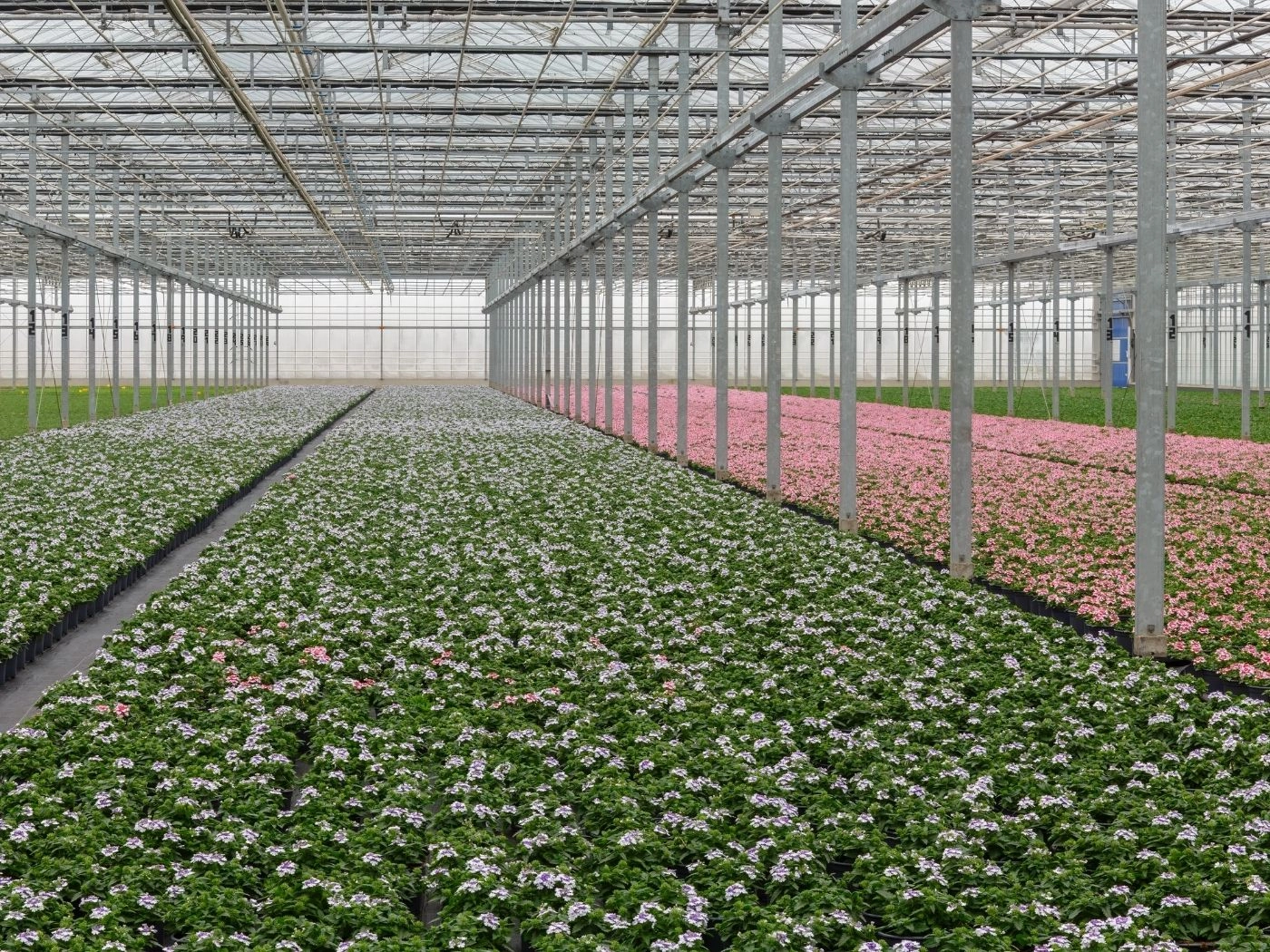 Commercial greenhouse interior showing long rows of potted flowering plants in green, white and pink for professional growers