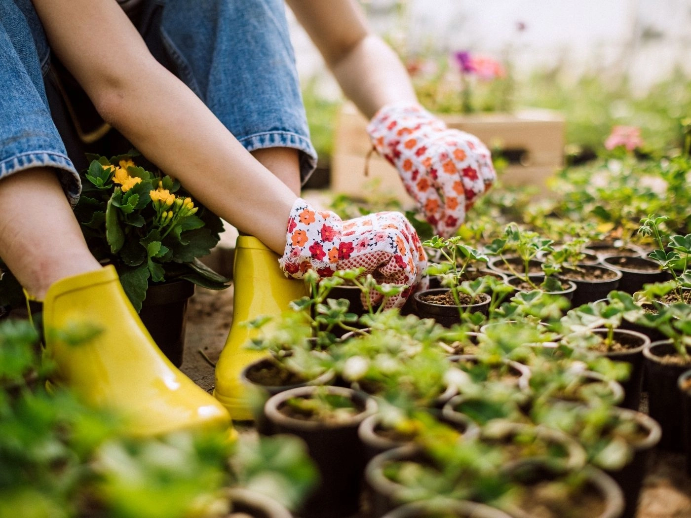 Gardener wearing yellow boots and floral gloves transplanting seedlings into small peat pots on a nursery bench