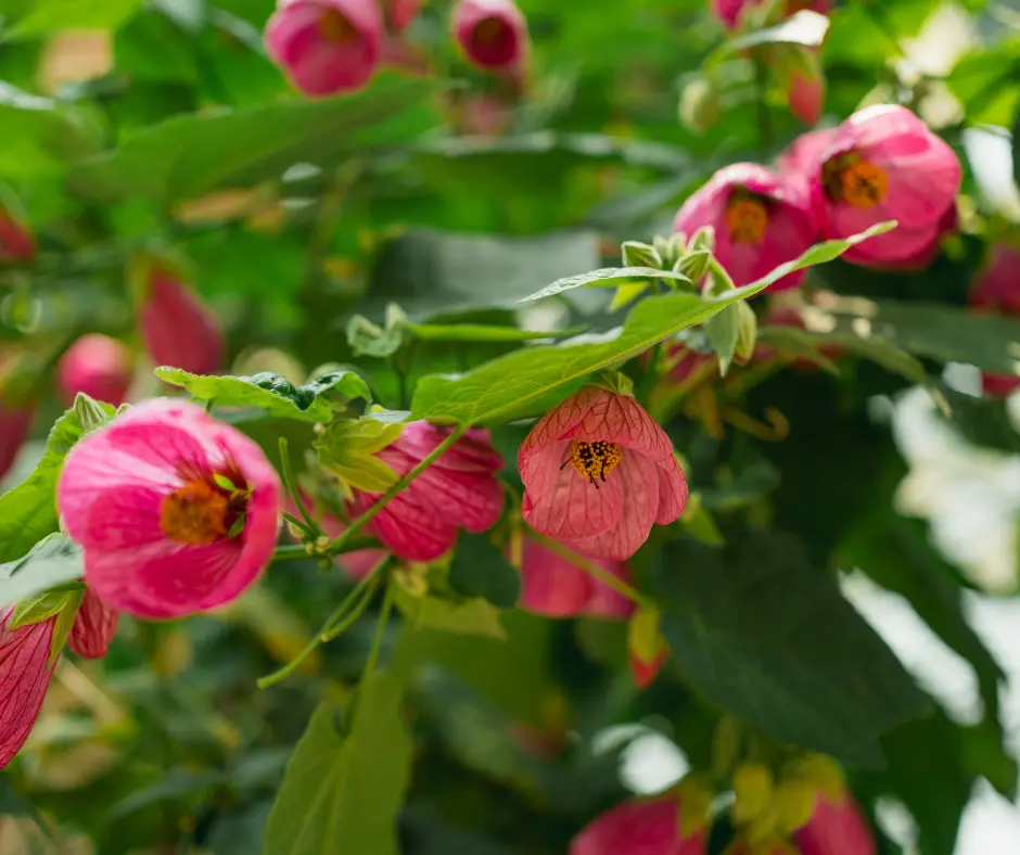 About Elisabeth Ginsburg Born into a gardening family, Elisabeth Ginsburg grew her first plants as a young child. Her hands-on experiences range from container gardening on a Missouri balcony to m (4)