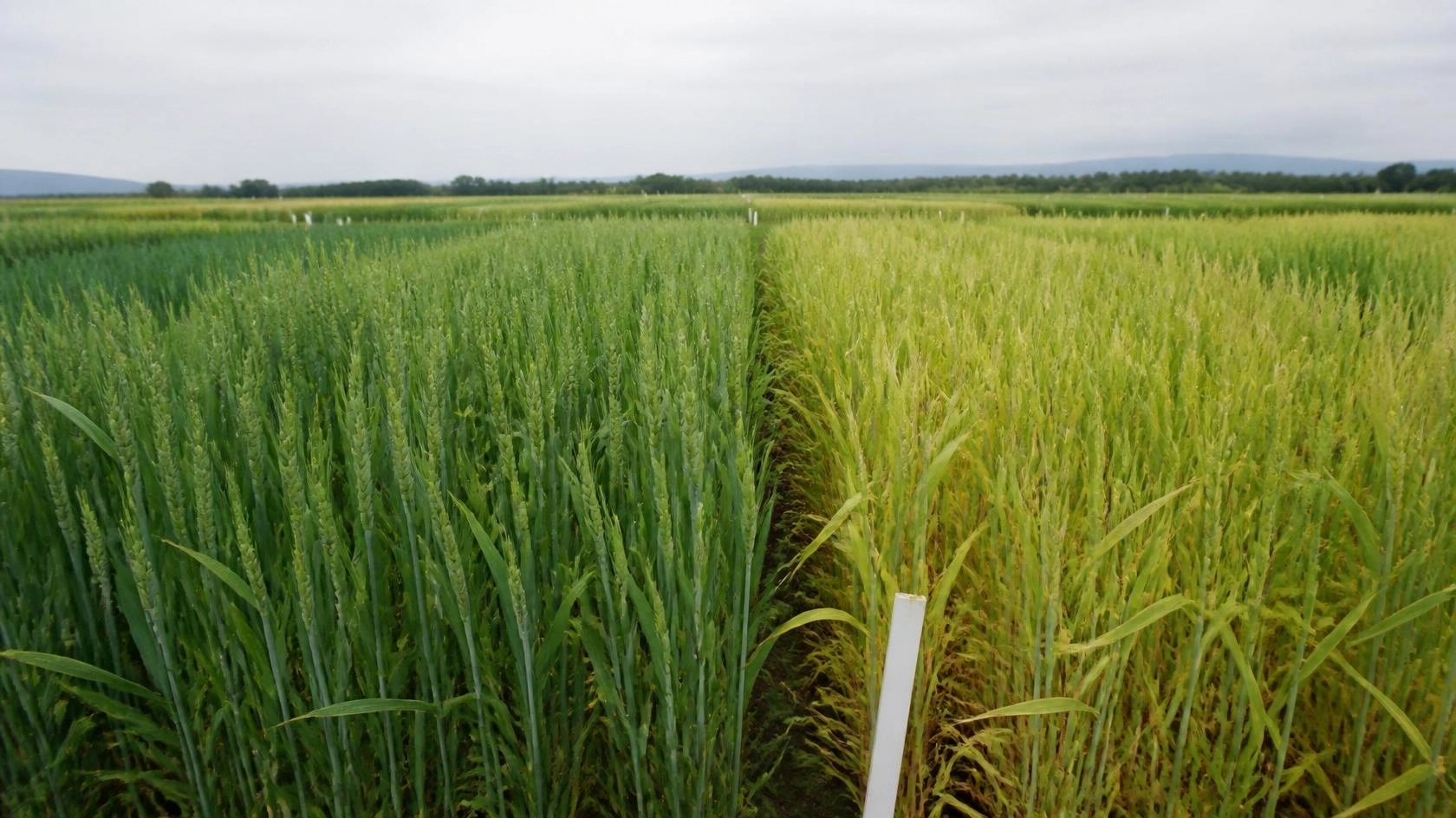 Nutrient Mix Ratios and Their Impact on Crop Yield
