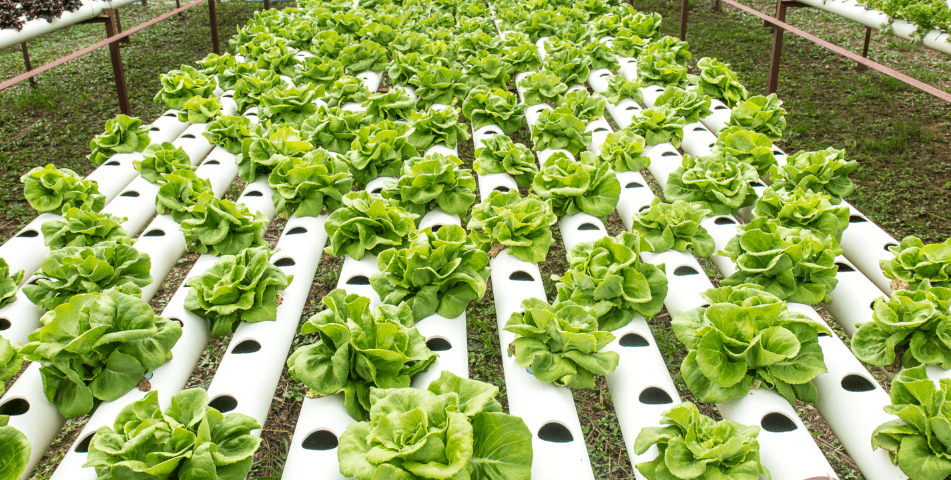 Field of lettuce on agricultural farm