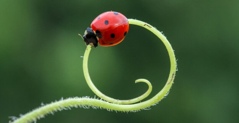 A ladybug crawls on a winding vine