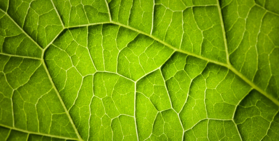 Close up photo of a green plant leaf