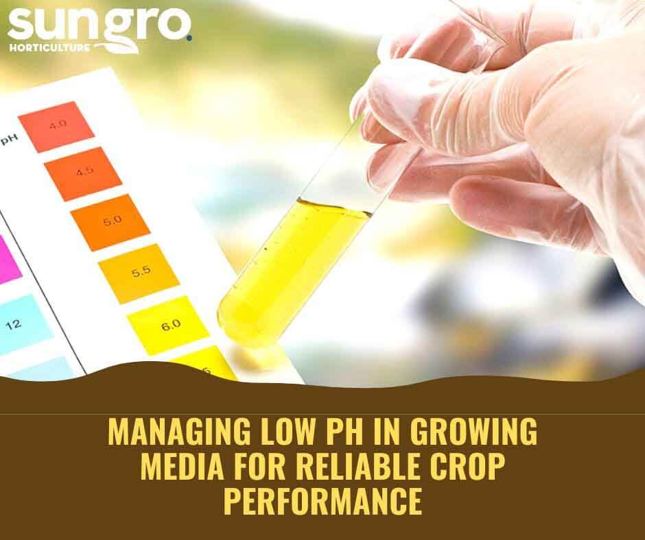 Managing Low pH in Growing Media for Reliable Crop Performance Featured Image