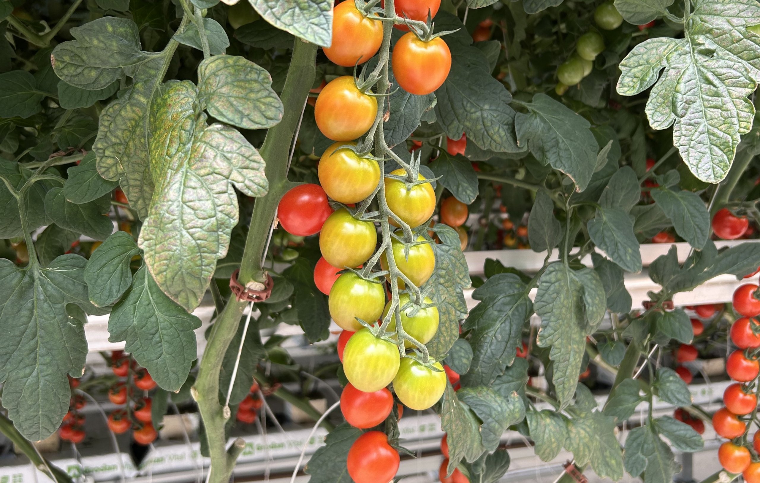 Tomatoes