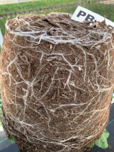 Polar Bear mix showing root growth
