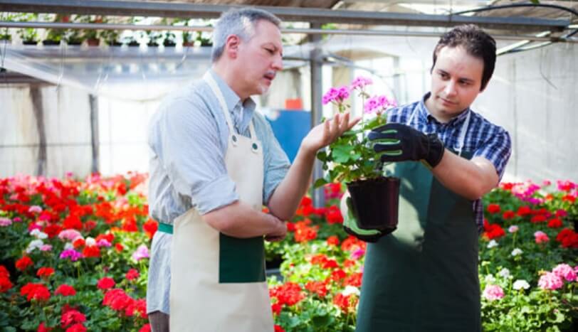 Two farmers in a greenhouse full of blooming flowers. Together, they inspect a flowering plant.