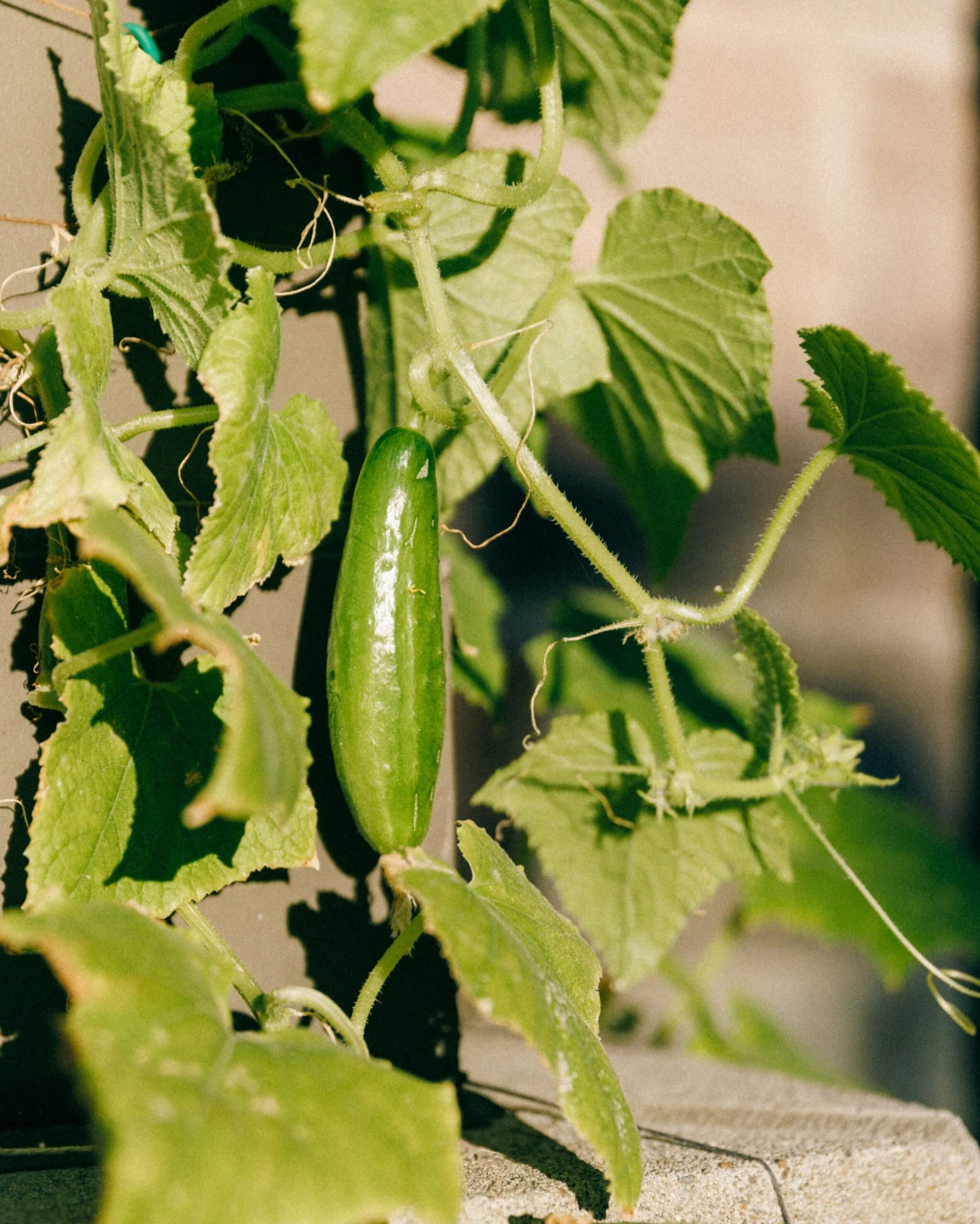 cucumber plant